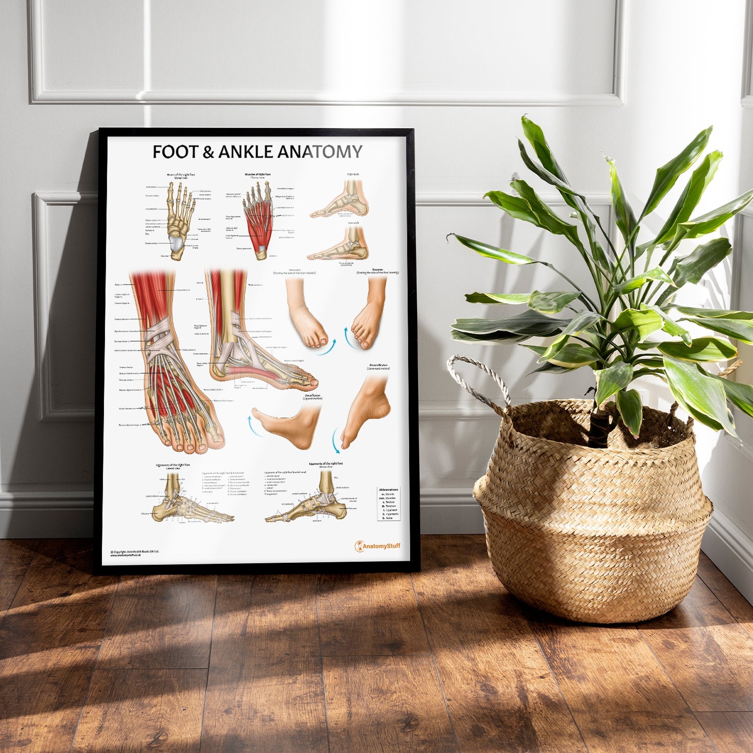 Foot & Ankle Anatomy Chart / Poster - Part of Collection