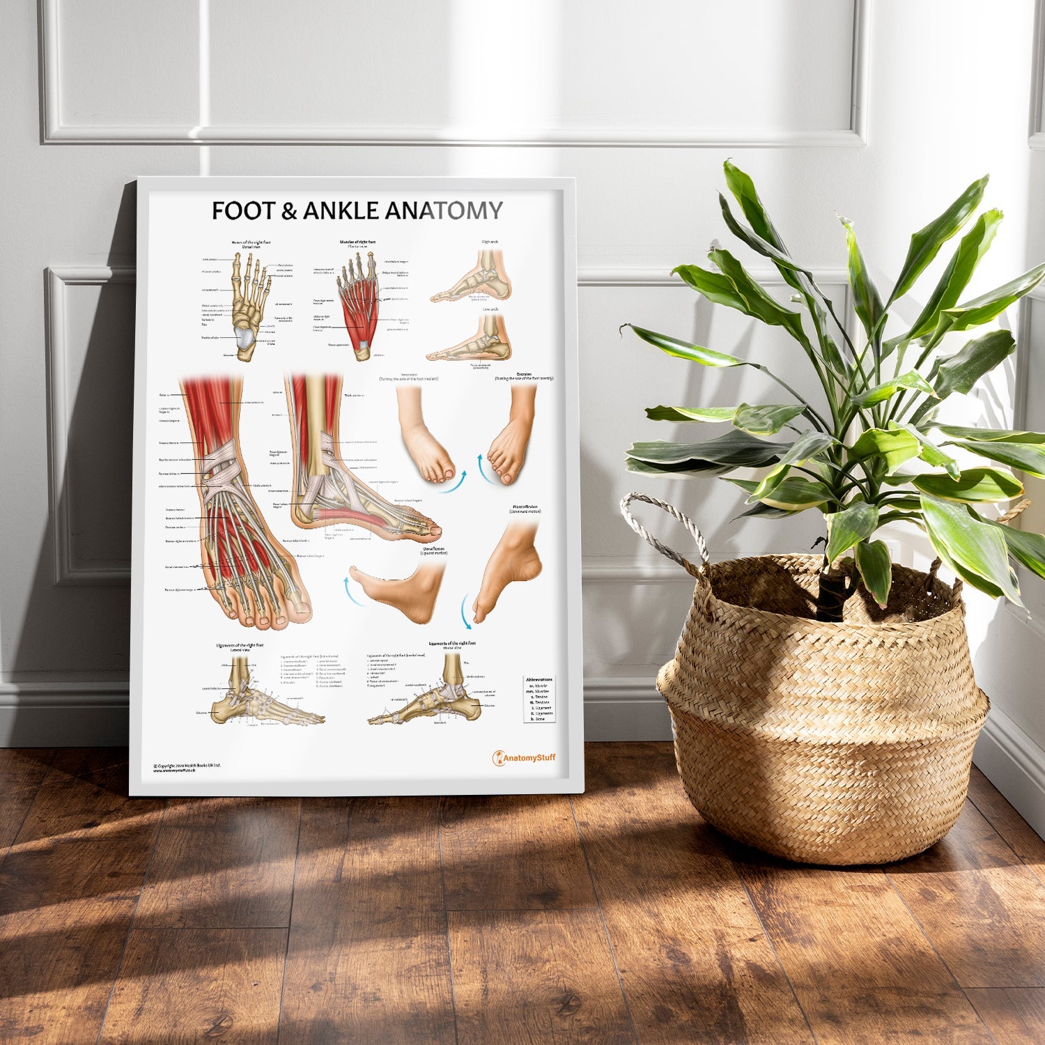 Foot & Ankle Anatomy Chart / Poster - Part of Collection