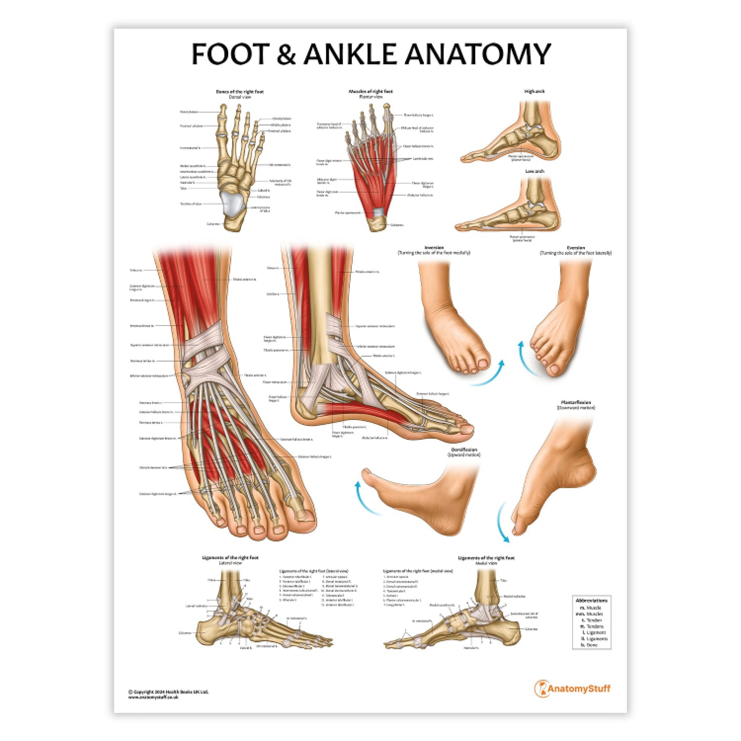 Foot & Ankle Anatomy Chart / Poster - Part of Collection