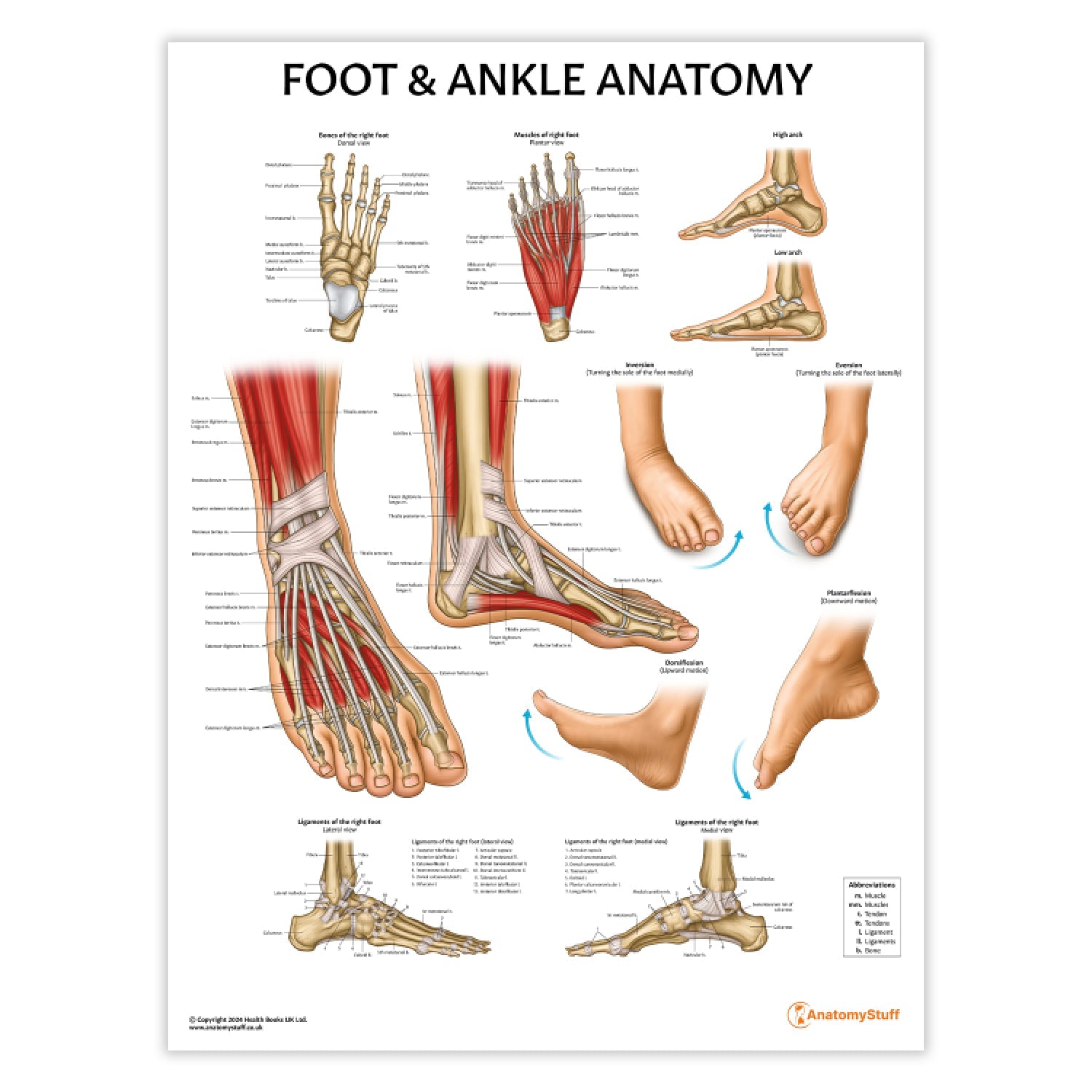 Foot & Ankle Anatomy Chart / Poster - Part of Collection