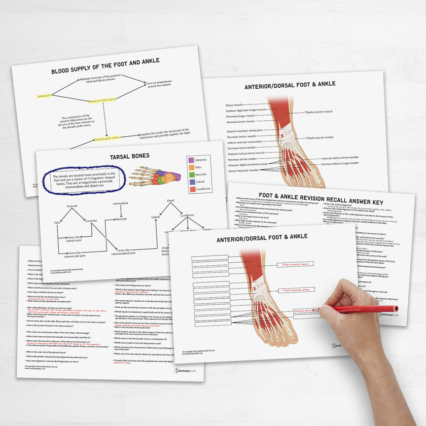 Foot & Ankle Anatomy Revision Guide Concept Maps Labelled Guide