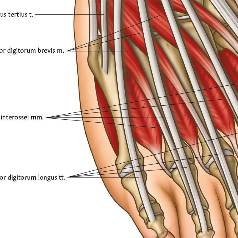 Foot & Ankle Anatomy Chart / Poster - Part of Collection
