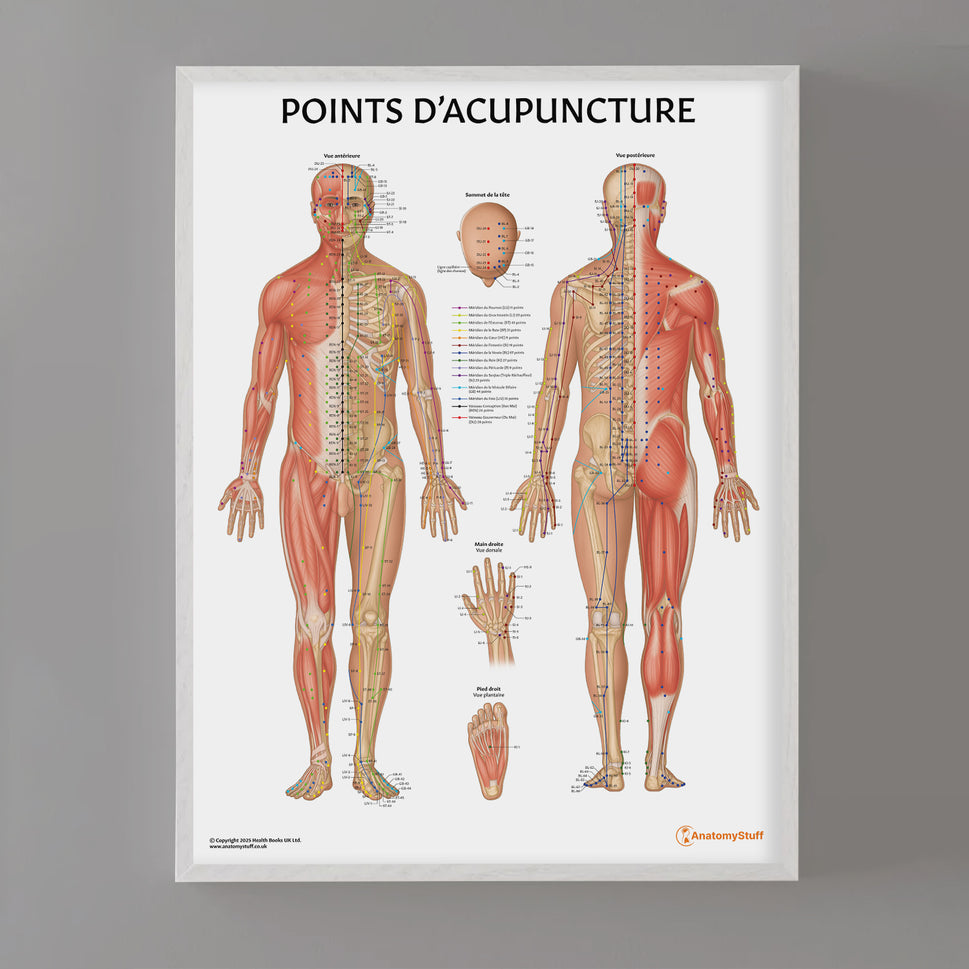 Points D'acupuncture Chart / Poster - French