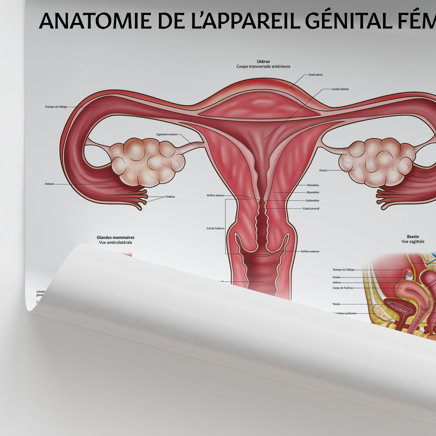 Anatomie de L’appareil Génital Féminin Chart / Poster - French