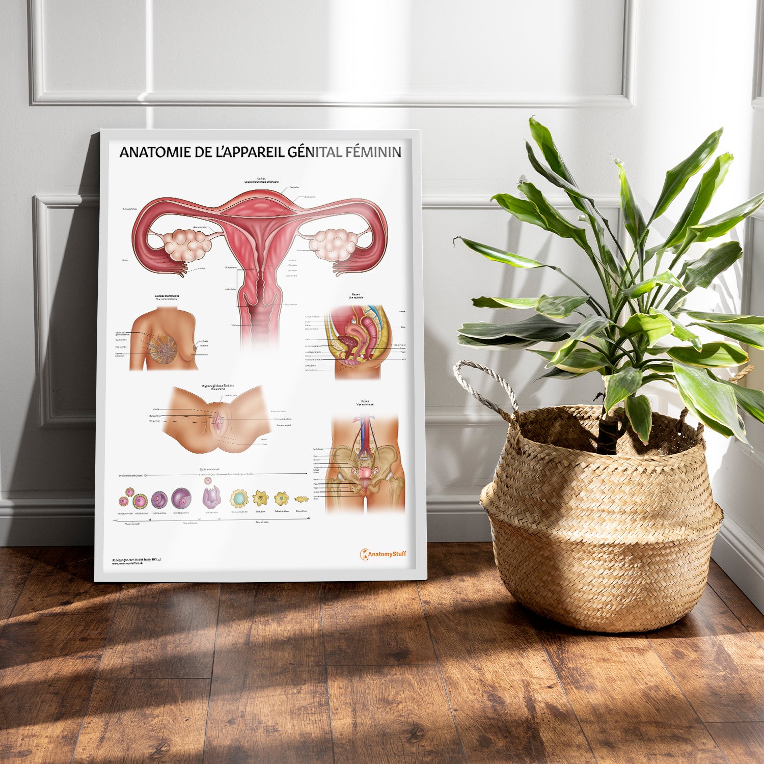 Anatomie de L’appareil Génital Féminin Chart / Poster - French