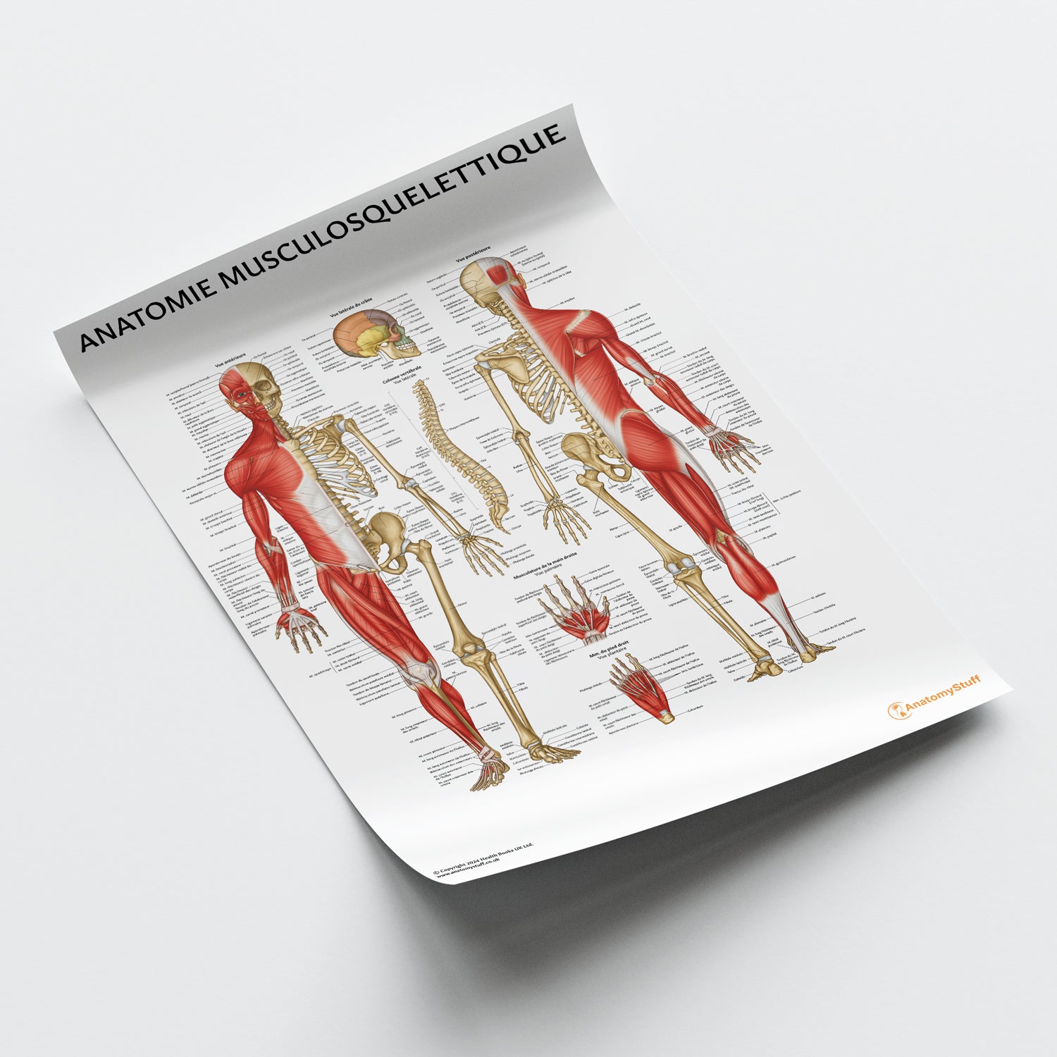 Anatomie Musculosquelettique Chart / Poster - French