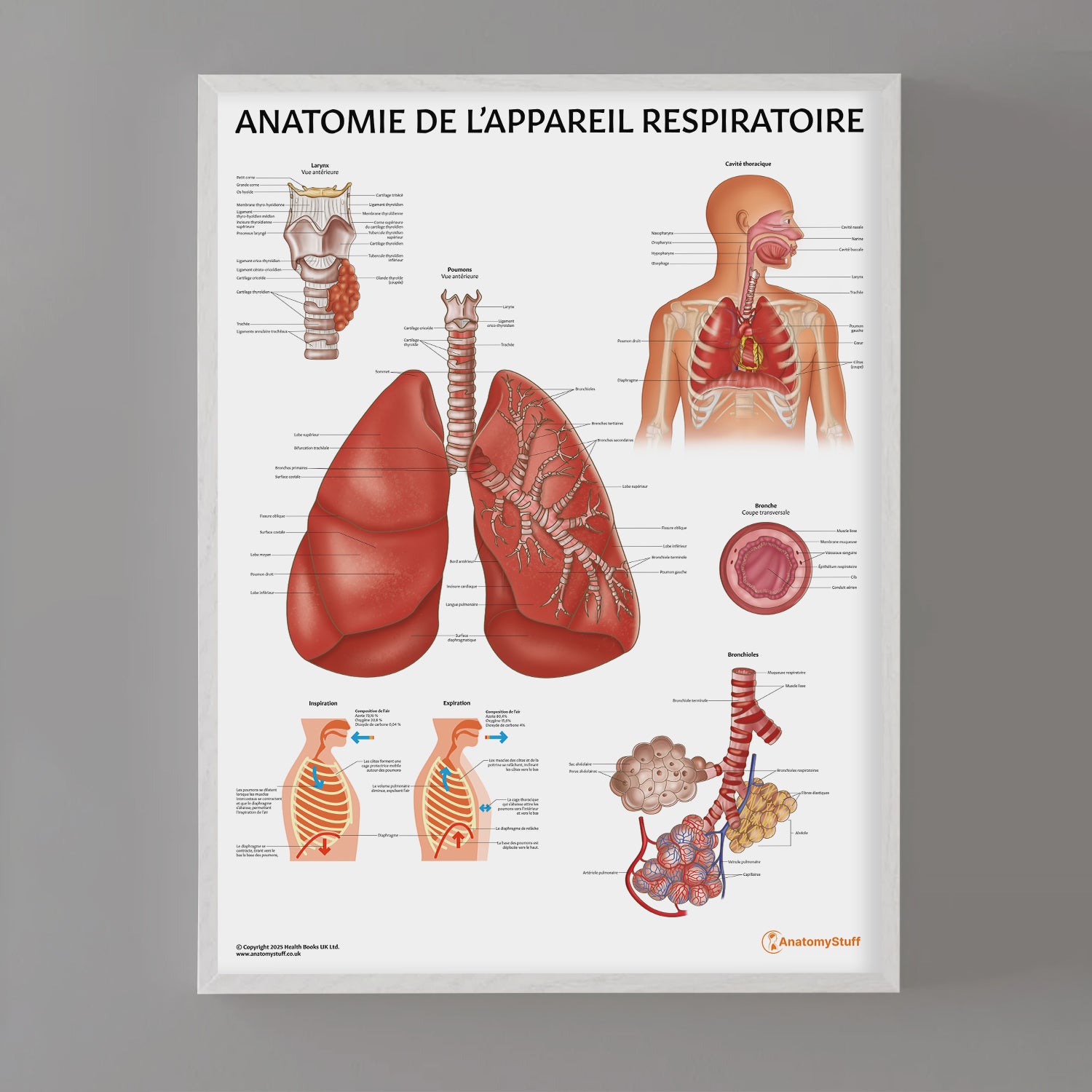 Anatomie de l'Appareil Respiratoire Chart / Poster - French