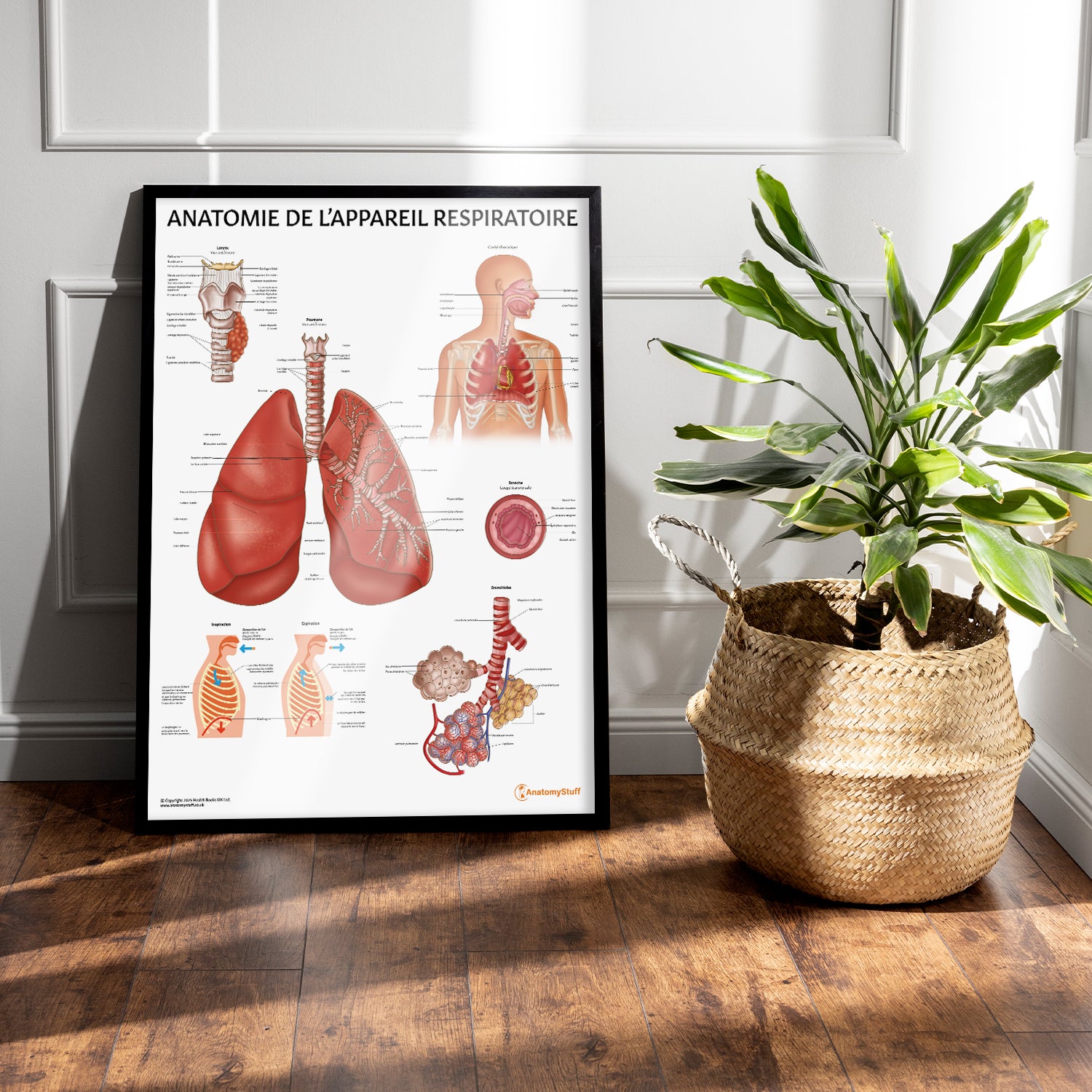 Anatomie de l'Appareil Respiratoire Chart / Poster - French