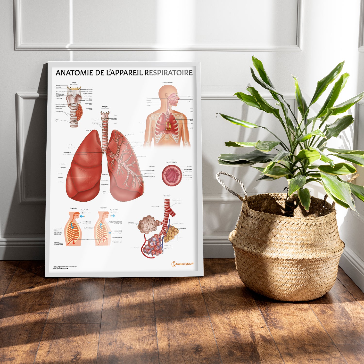 Anatomie de l'Appareil Respiratoire Chart / Poster - French