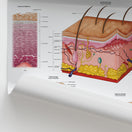Switch Anatomie de la Peau,  des Cheveux et des Ongles Chart / Poster - French 2 image