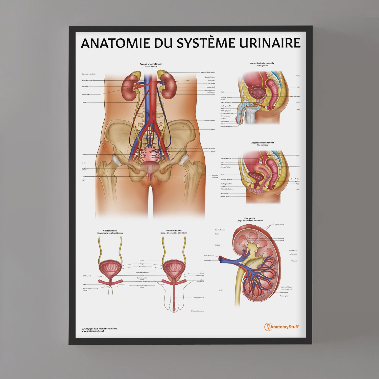 Anatomie de l'Appareil Urinaire Chart / Poster - French