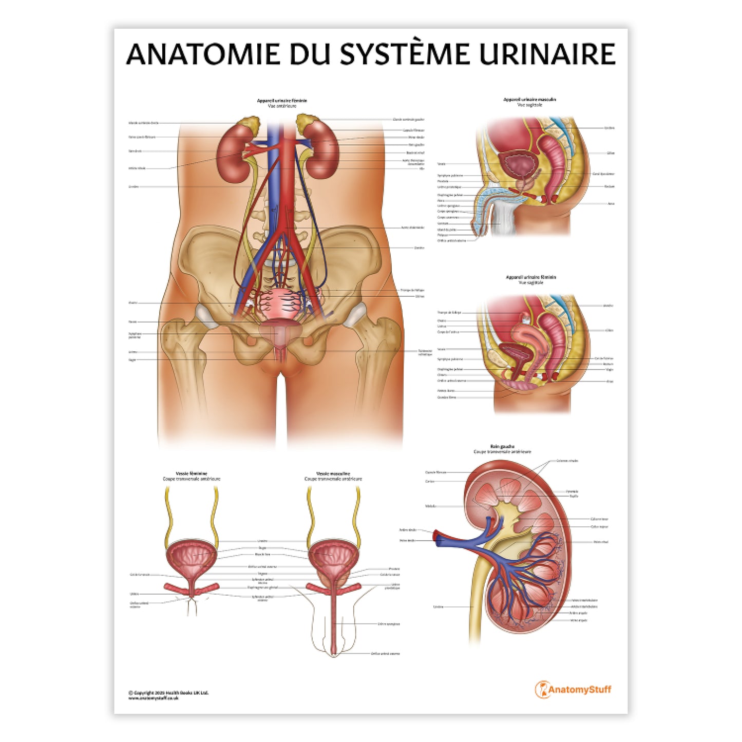 Anatomie de l'Appareil Urinaire Chart / Poster - French