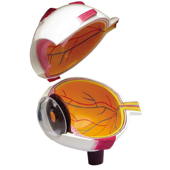 Full Eye Model (2 part)