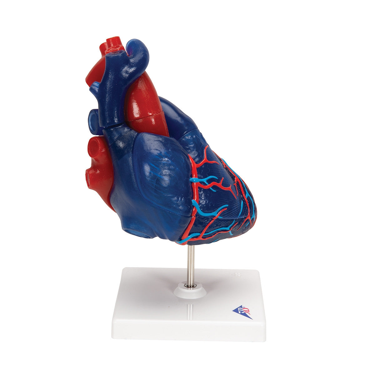 Didactic Heart Model (5 part)