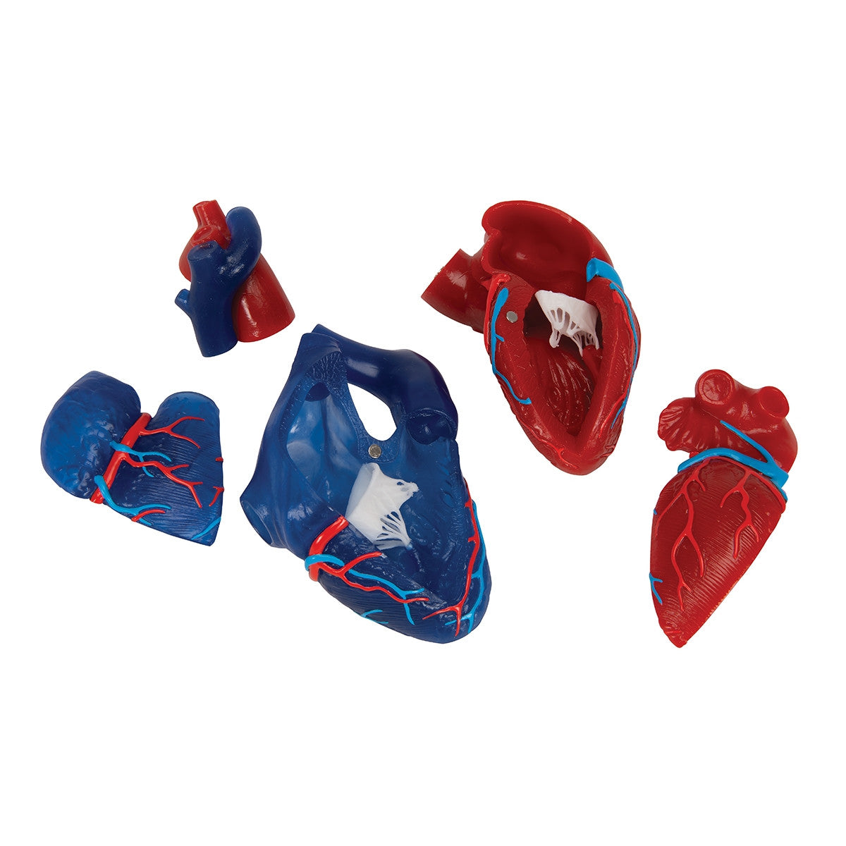 Didactic Heart Model (5 part)