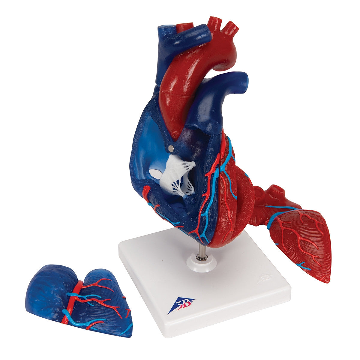 Didactic Heart Model (5 part)