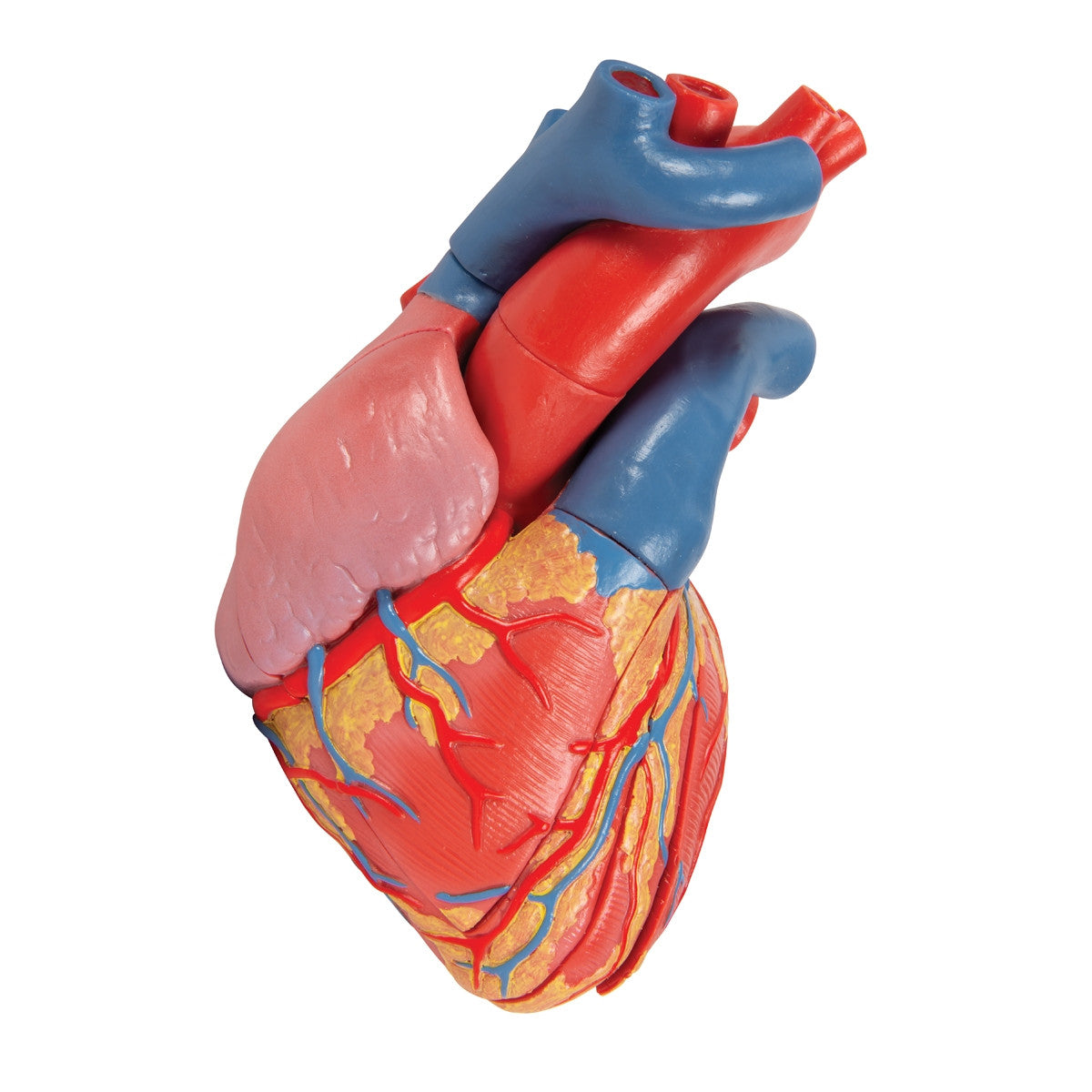Magnetic Heart Model (5 part)