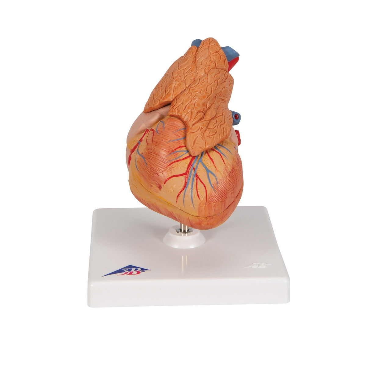 Heart Model with Thymus (3 part)