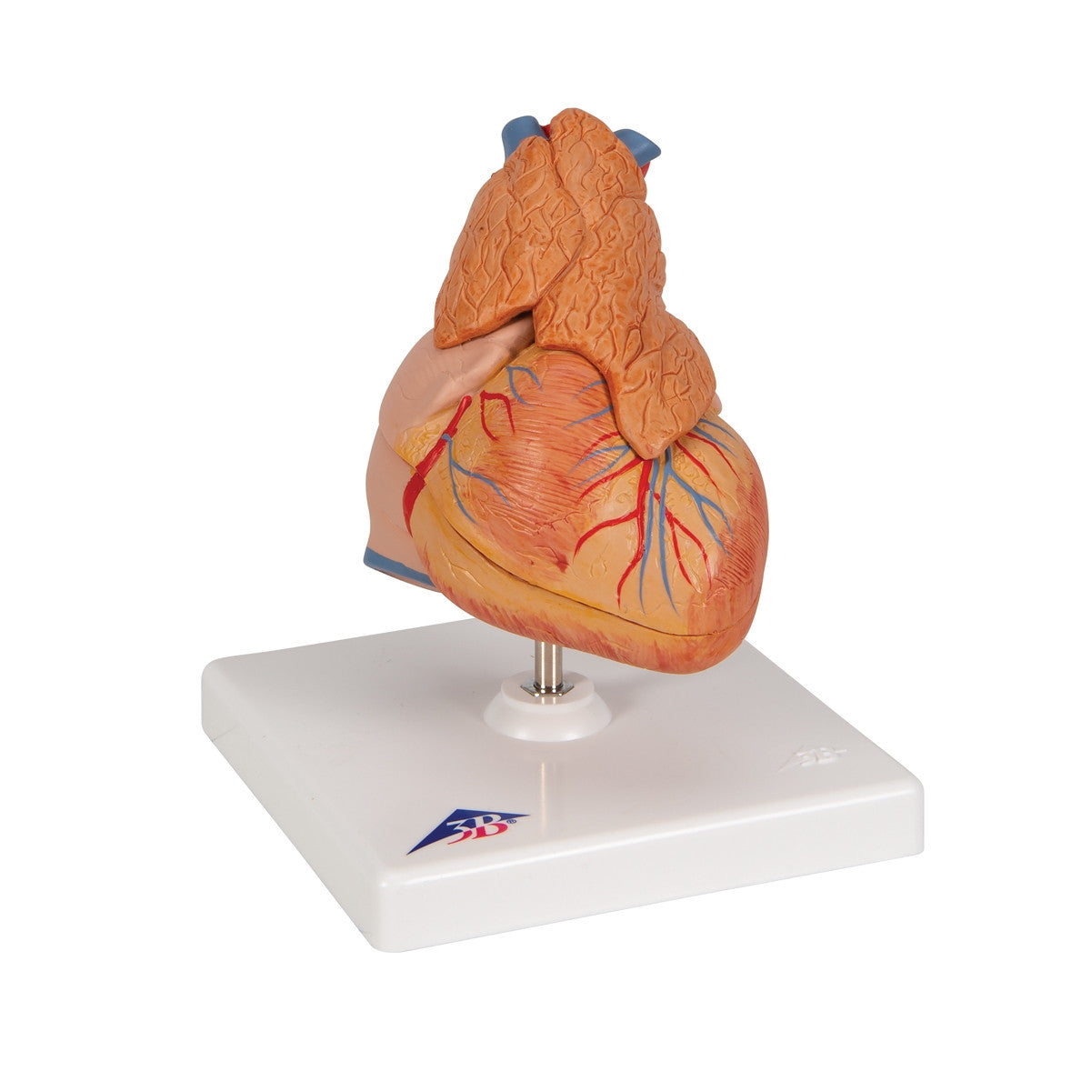Heart Model with Thymus (3 part)