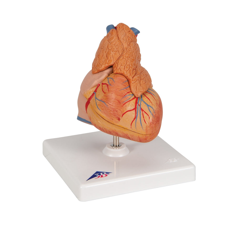 Heart Model with Thymus (3 part)