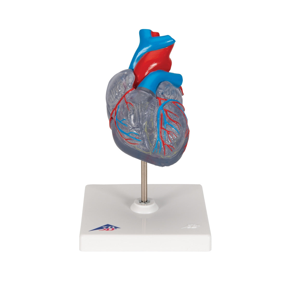 Heart Model with Conducting System (2 part)