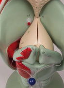 Switch Vocal cords of the giant functional larynx model 2 image
