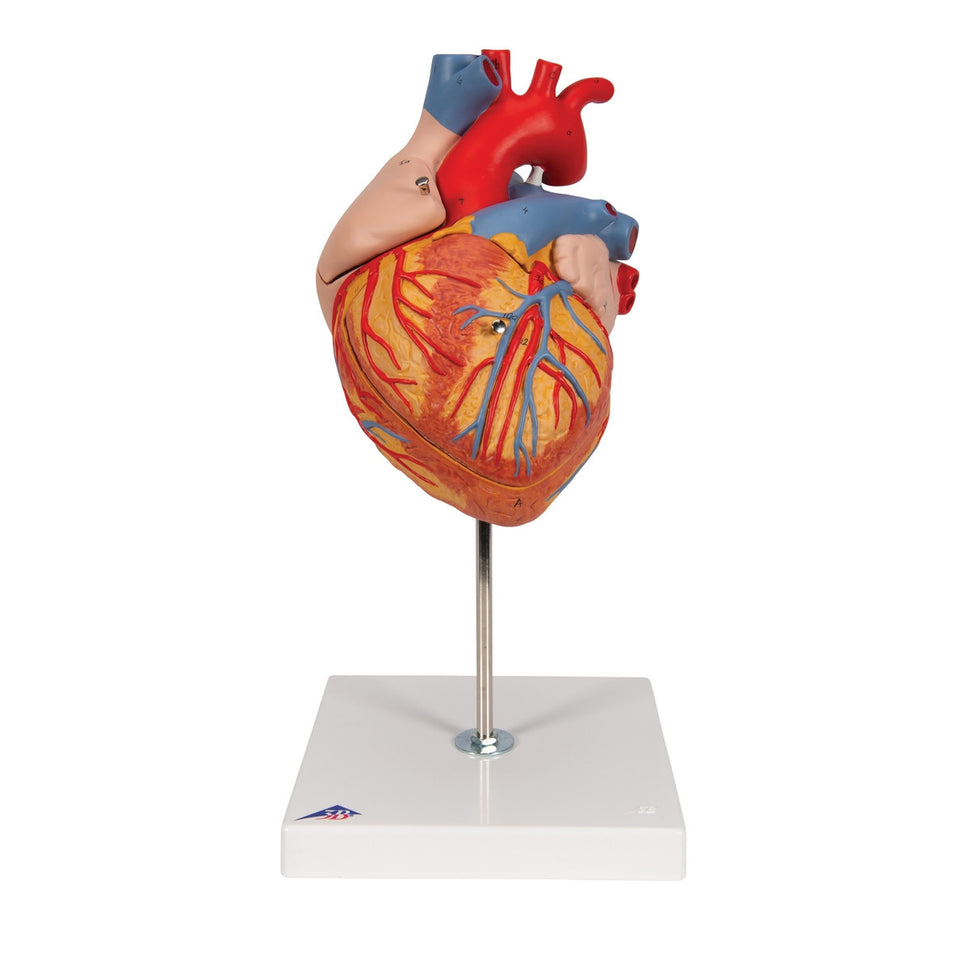 Heart Model (2 times life size, 4 part)
