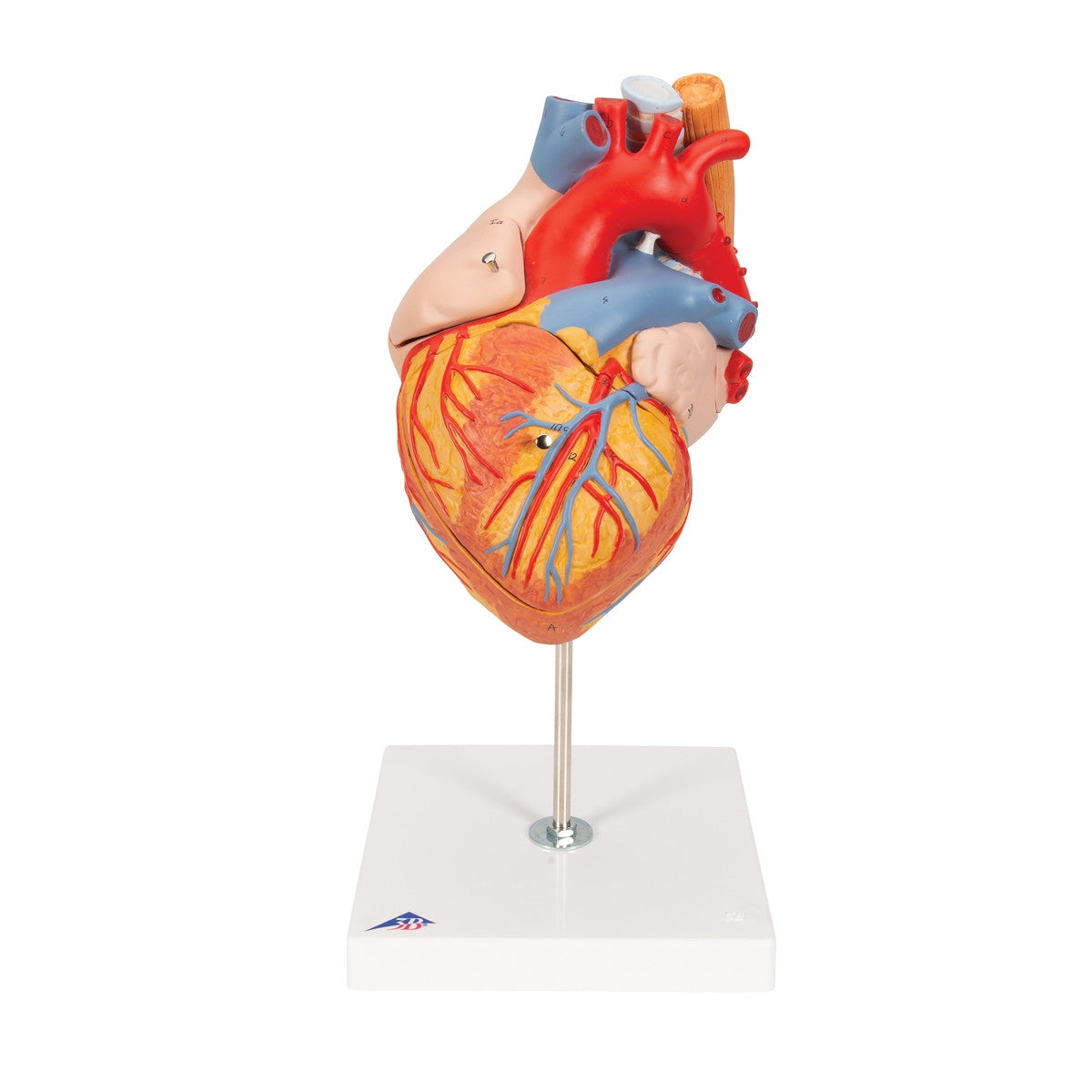 Heart Model with Oesophagus and Trachea (2 times life size, 5 part)