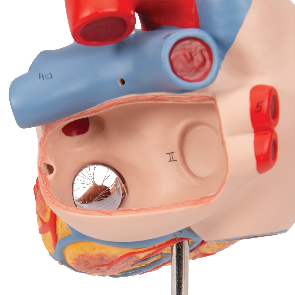 Heart Model with Oesophagus and Trachea (2 times life size, 5 part)