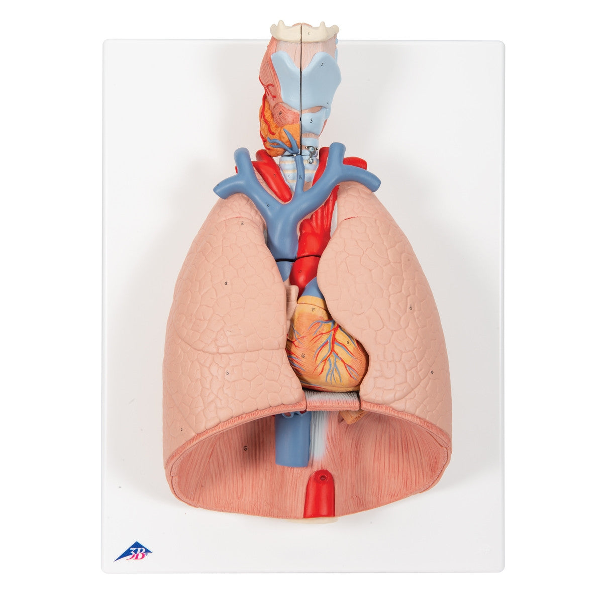 Lung Model with Larynx (7 part)