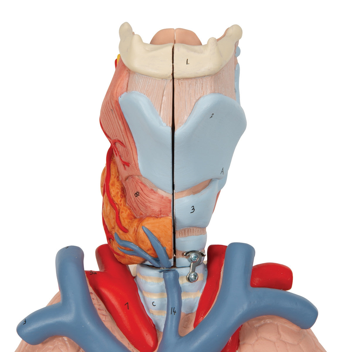 Lung Model with Larynx (7 part)