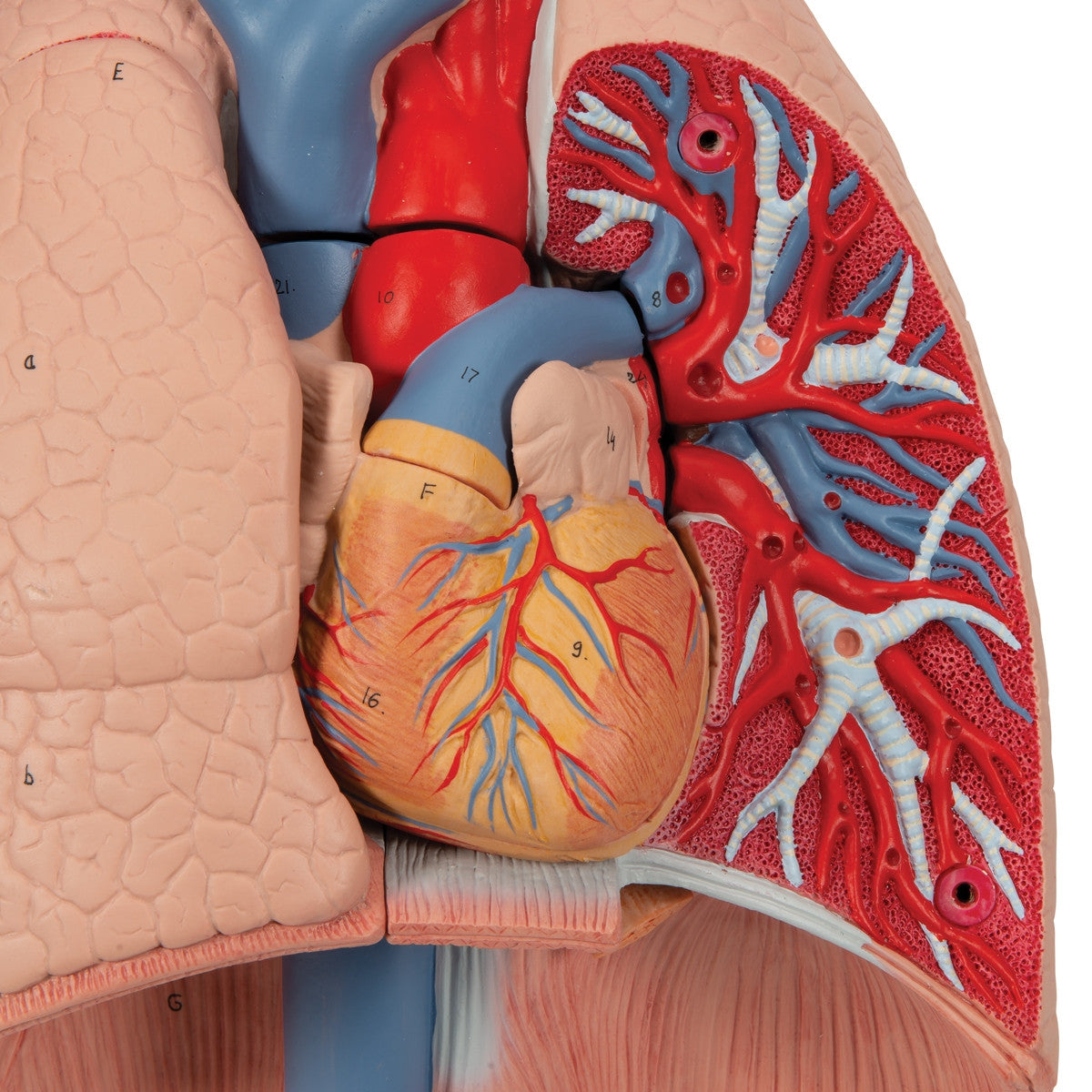 Lung Model with Larynx (7 part)