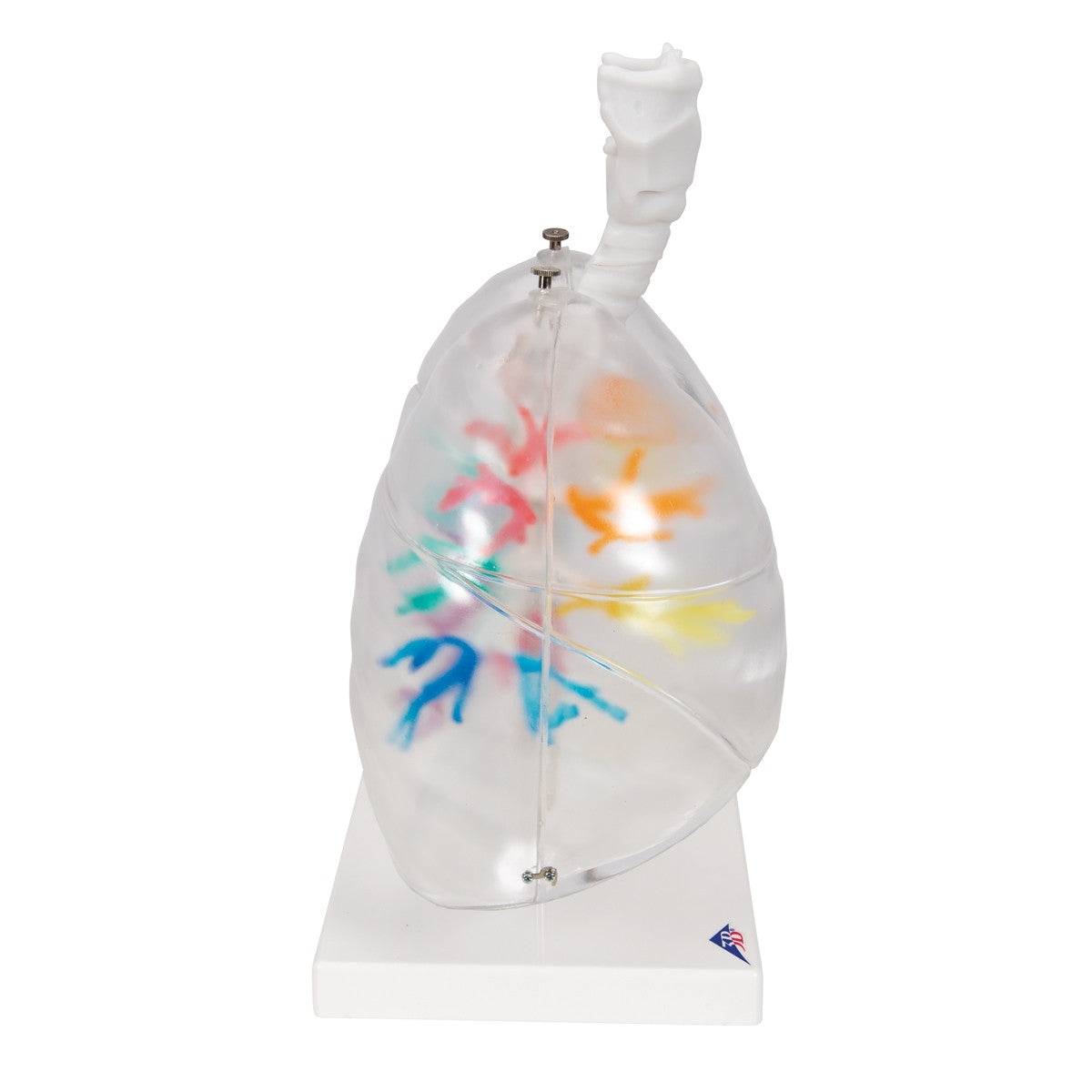 CT Bronchial Tree with Larynx and Transparent Lung Model