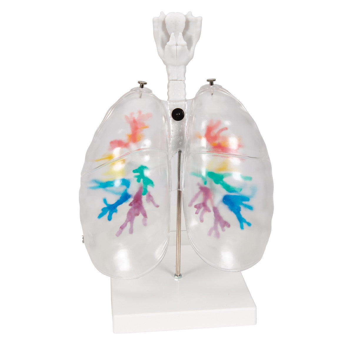 CT Bronchial Tree with Larynx and Transparent Lung Model
