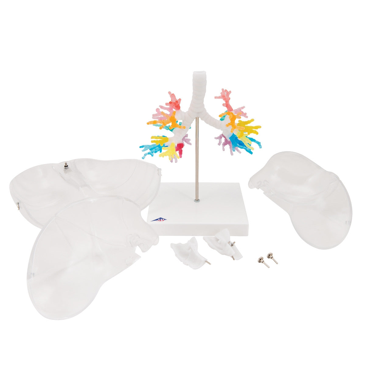 CT Bronchial Tree with Larynx and Transparent Lung Model