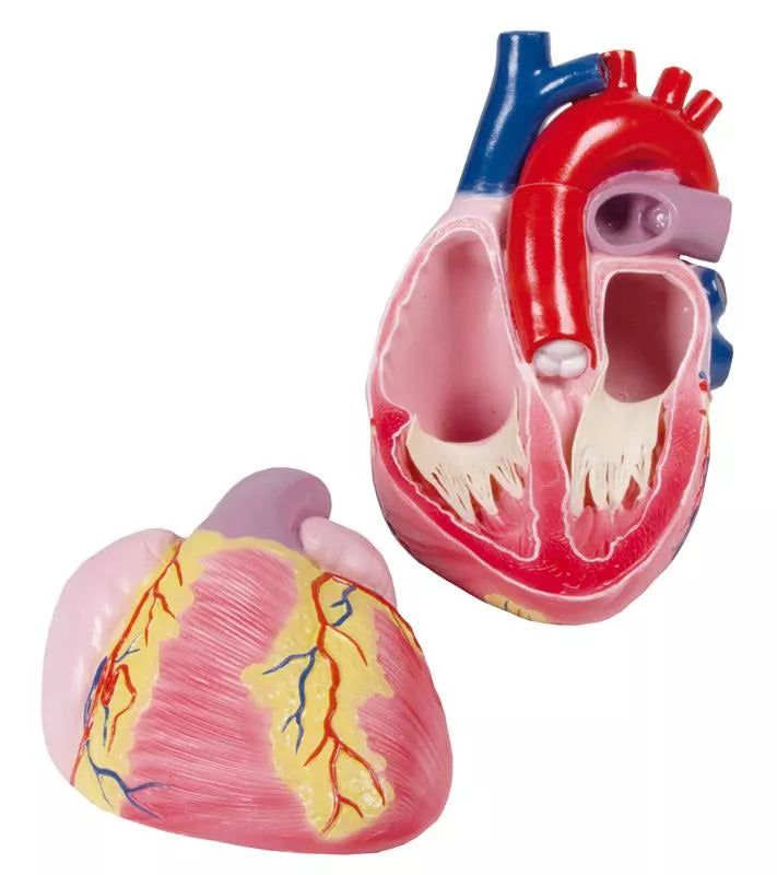 Giant Heart Model (3 times life-size, 2 parts, With Augmented Anatomy App)