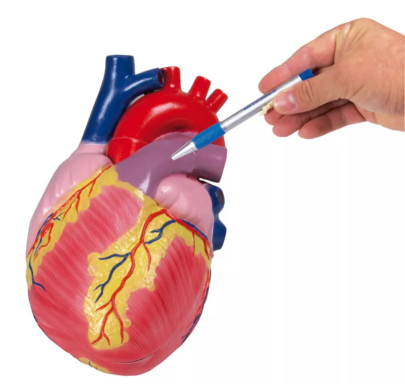 Giant Heart Model (3 times life-size, 2 parts, With Augmented Anatomy App)