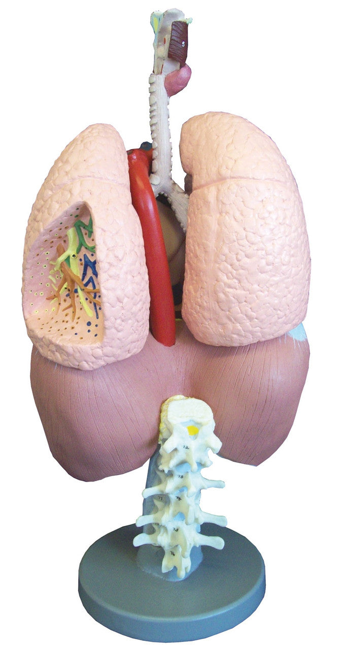 Respiratory Organs Model