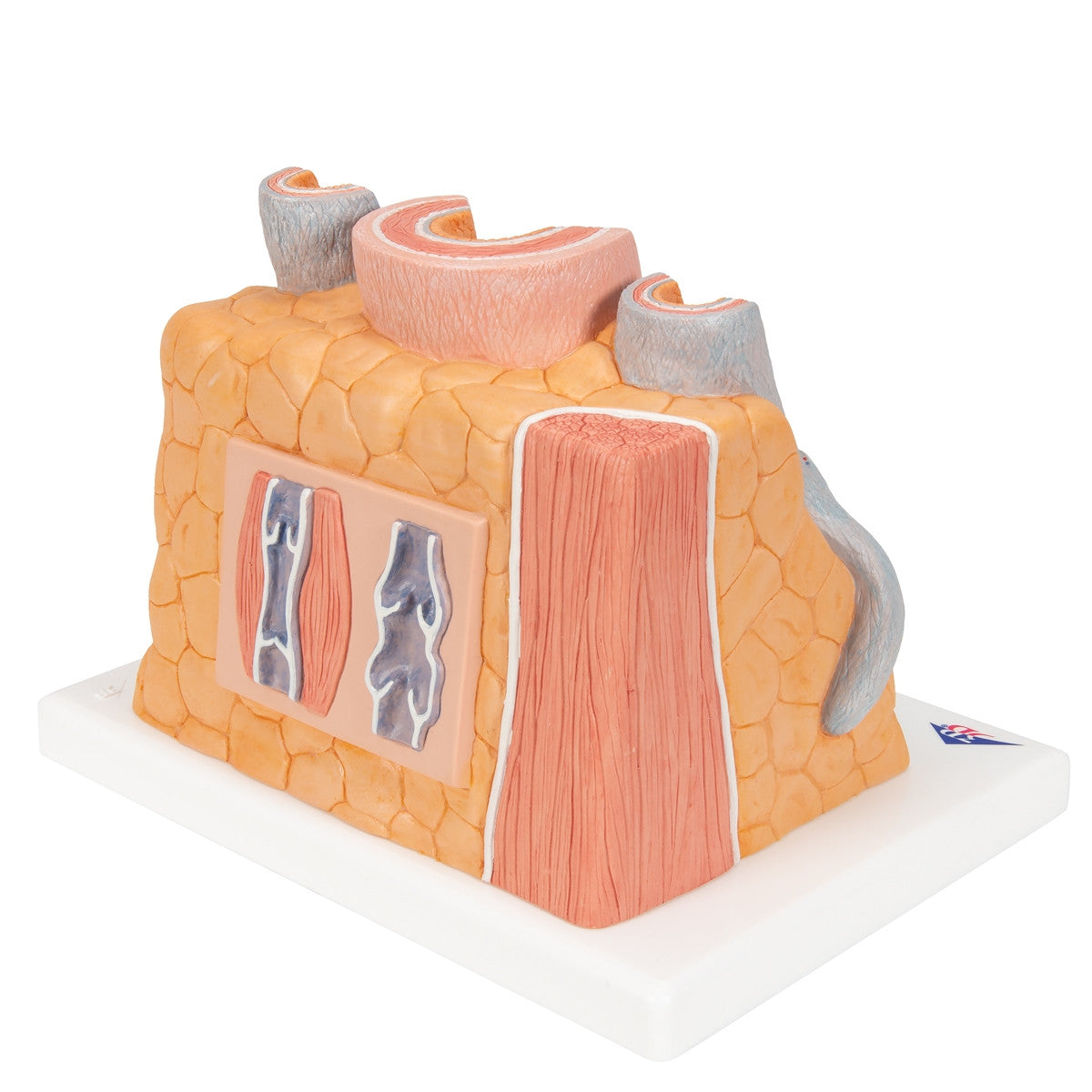 MICROanatomy Artery and Vein Model (X 14  enlarged)