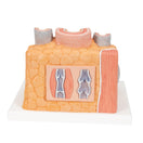 Switch artery anatomy model 3 image