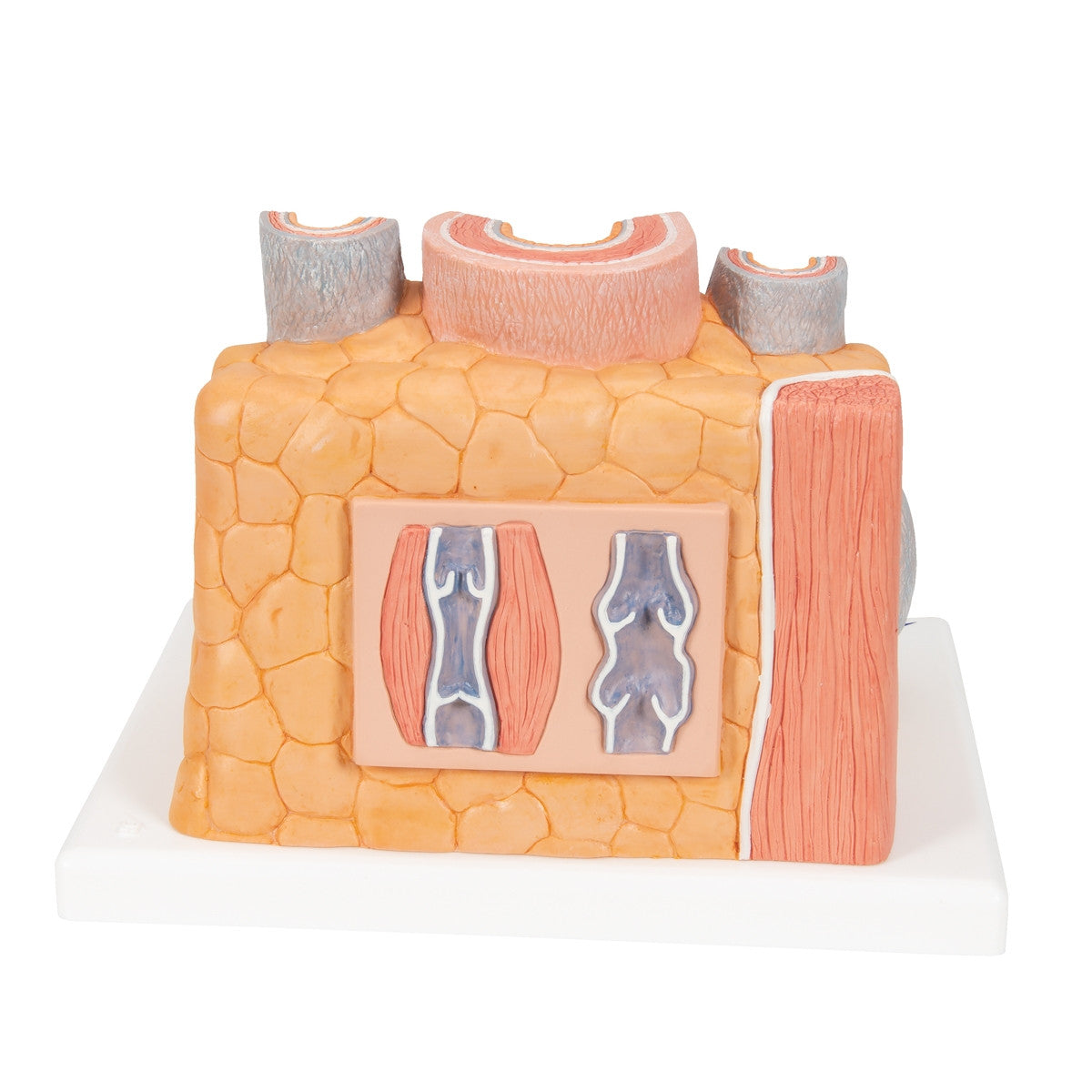 MICROanatomy Artery and Vein Model (X 14  enlarged)