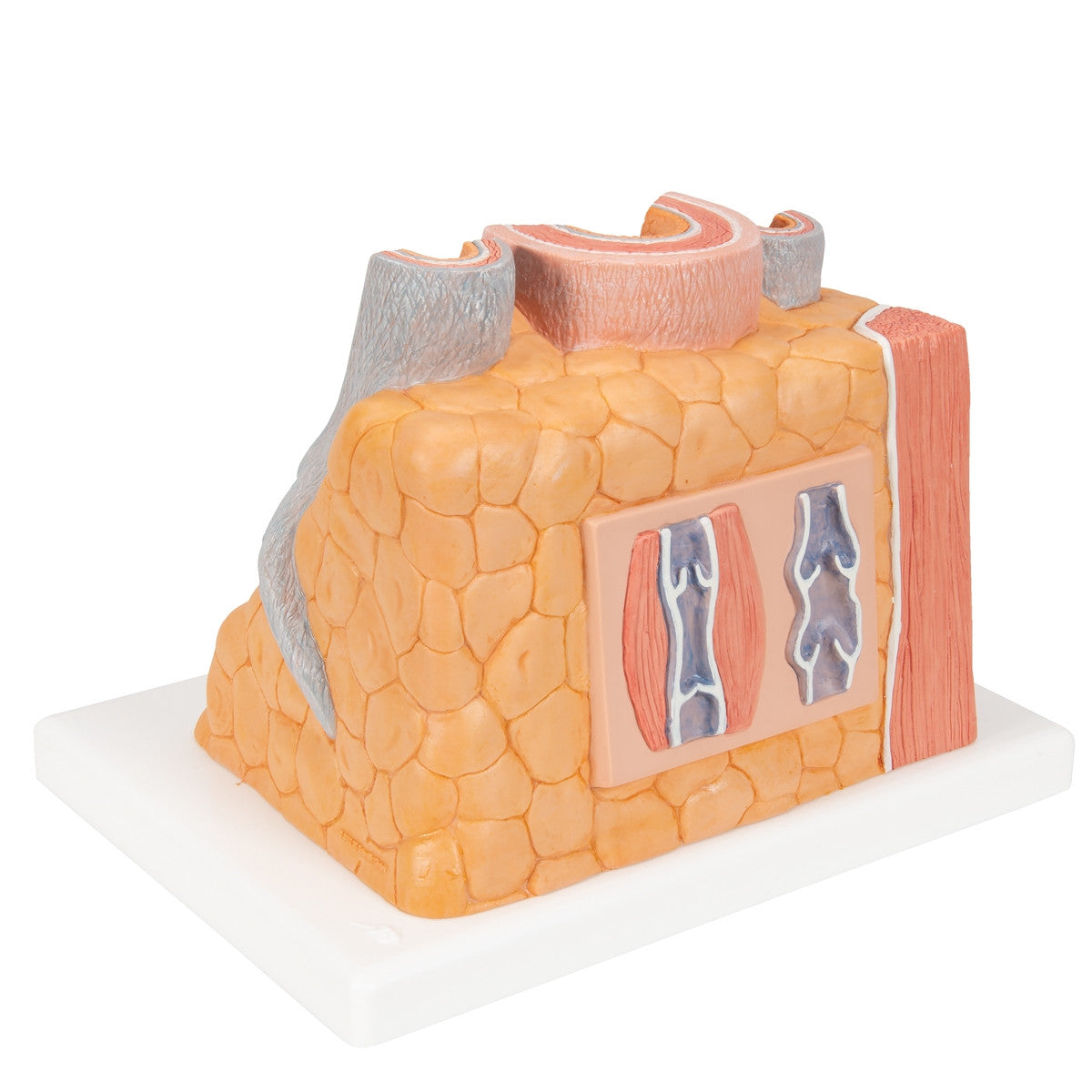 MICROanatomy Artery and Vein Model (X 14  enlarged)