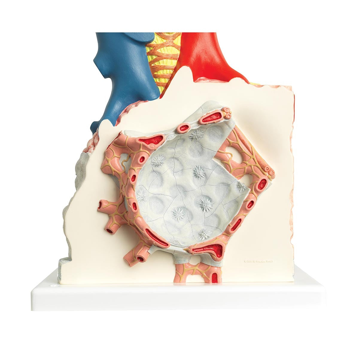Pulmonary Lobes Model