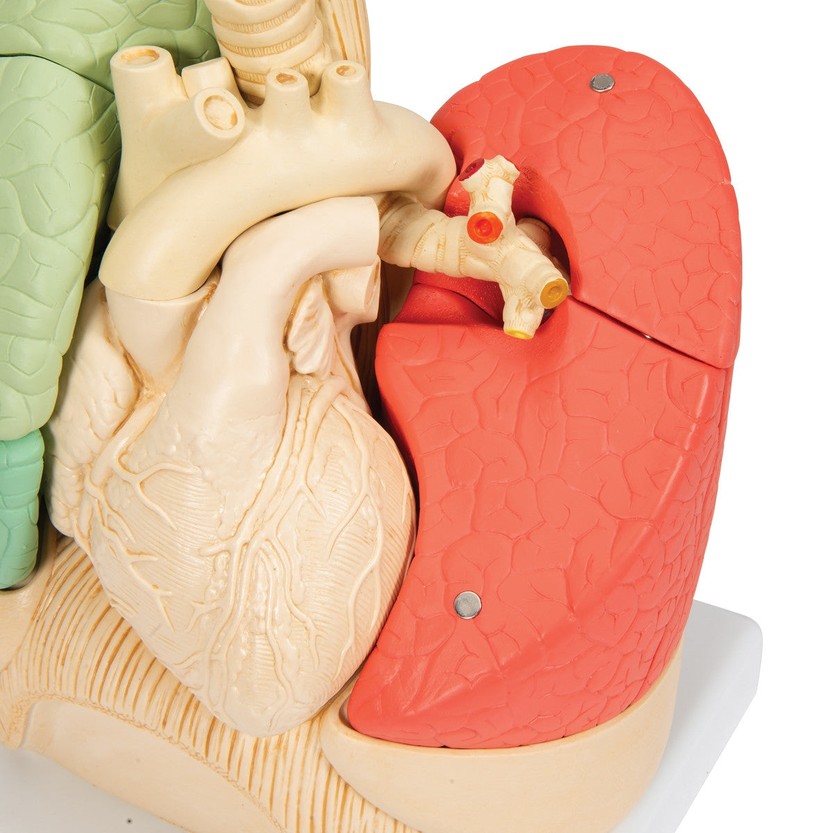 Segmented Lung Model (20 Part)