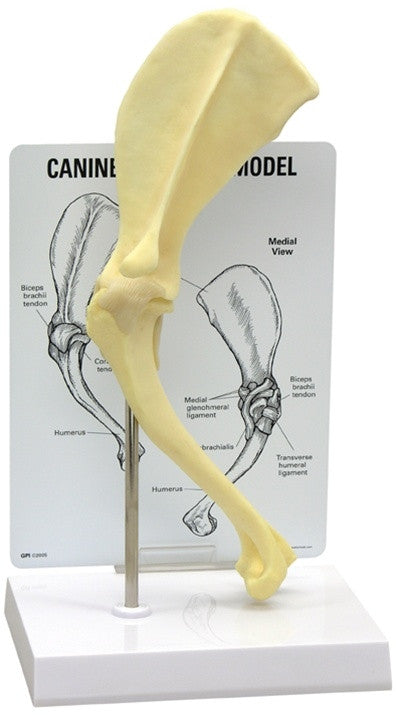 Canine Joint Model Collection (5 Part)