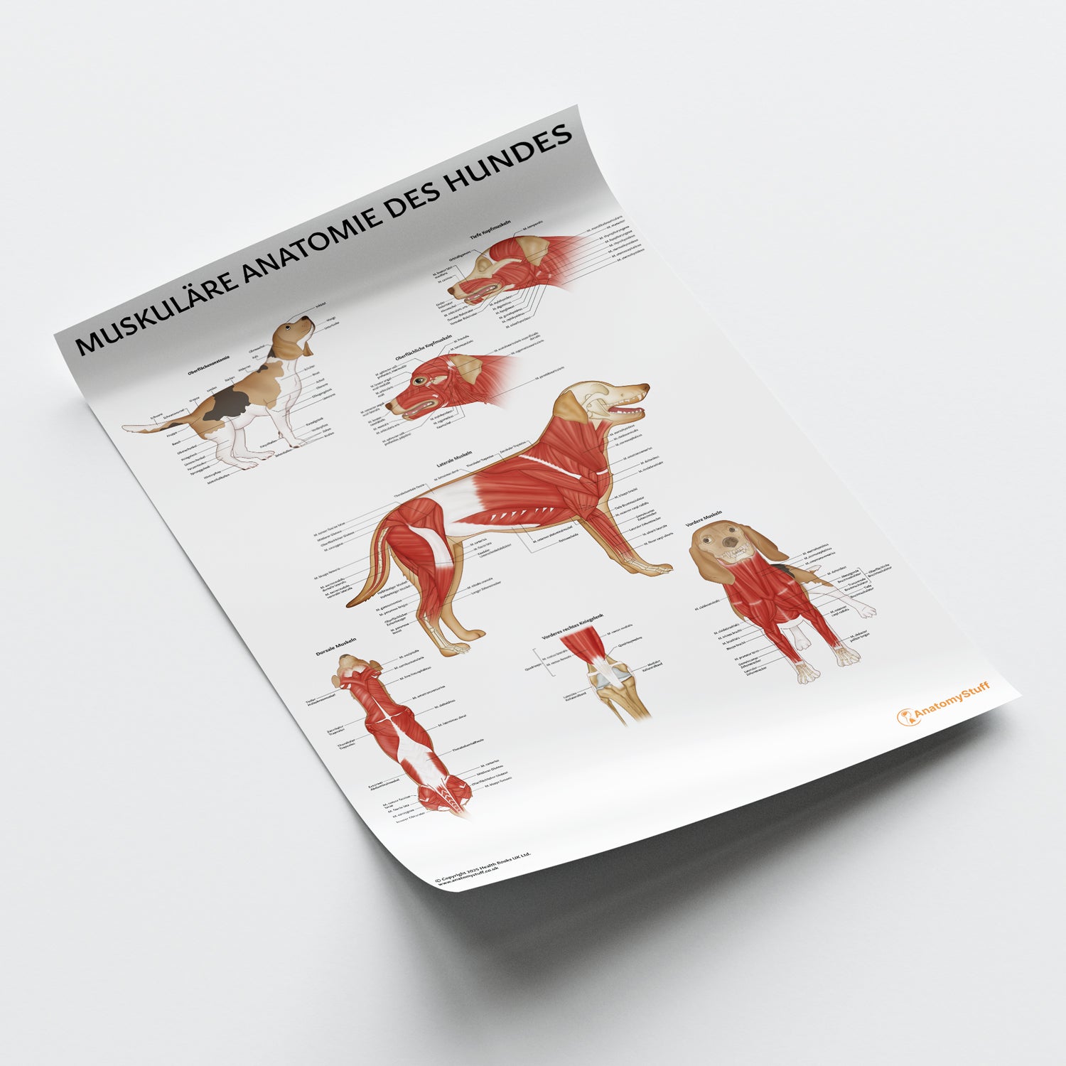 Muskuläre Anatomie des Hundes Chart / Poster - German
