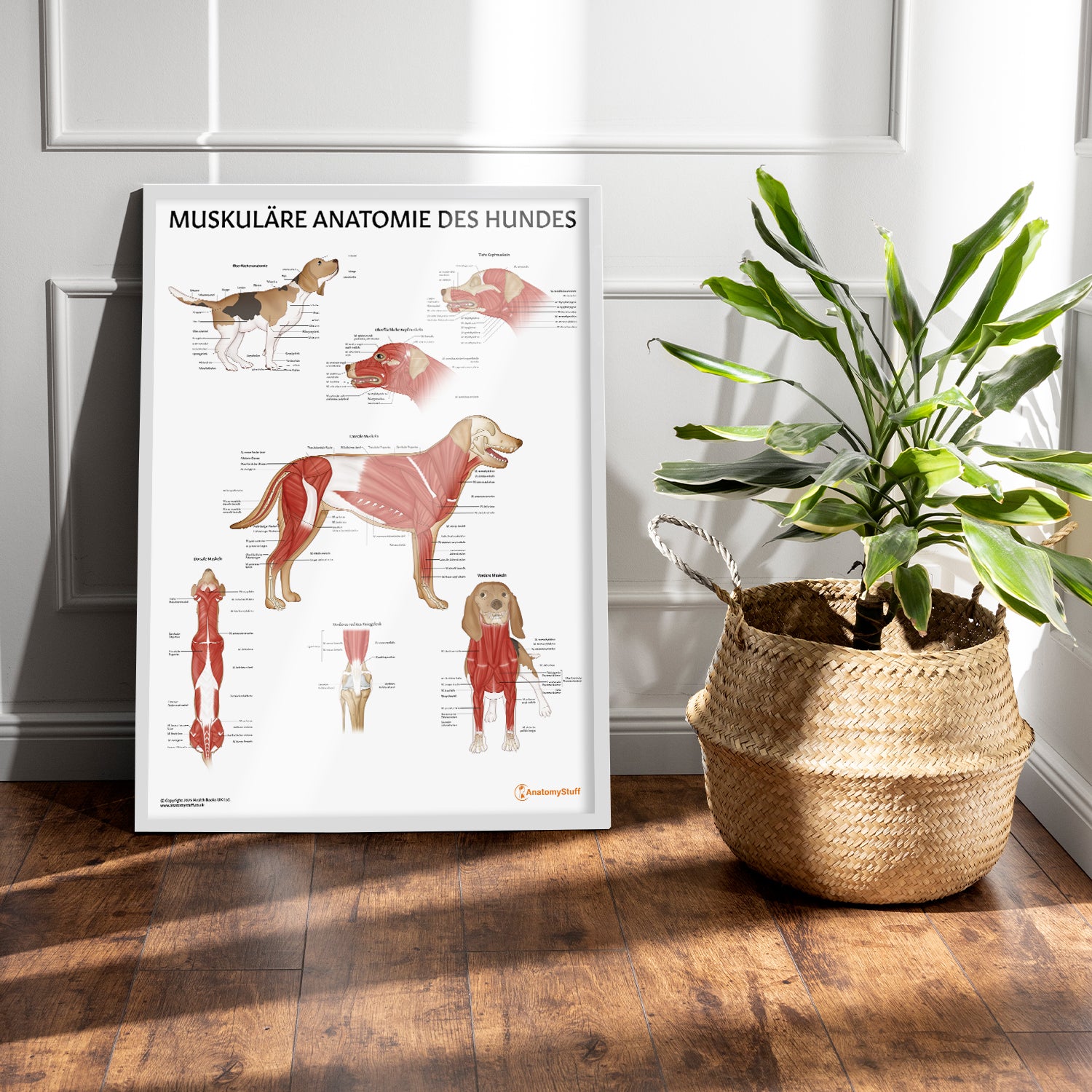 Muskuläre Anatomie des Hundes Chart / Poster - German