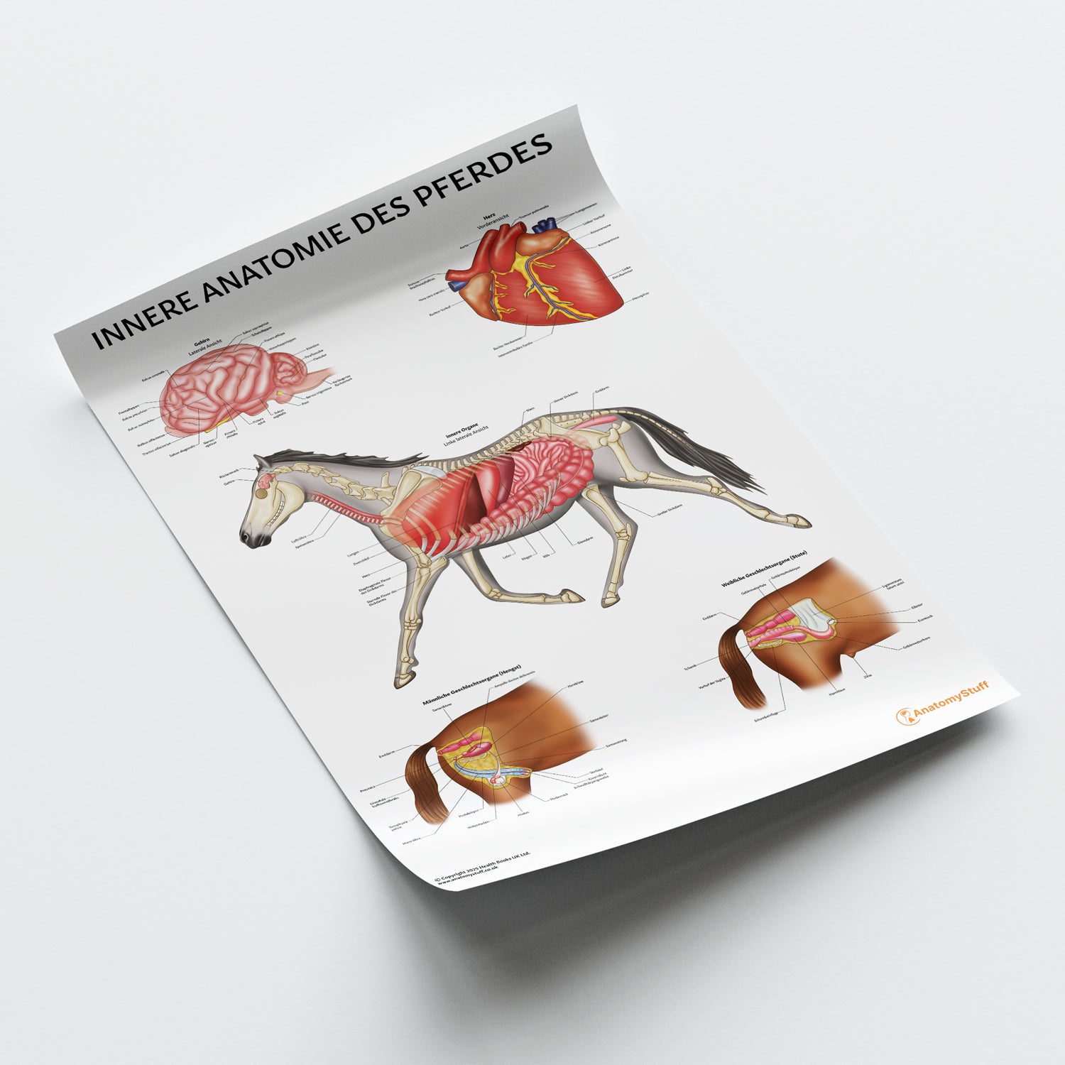 Innere Anatomie des Pferdes Chart / Poster - German