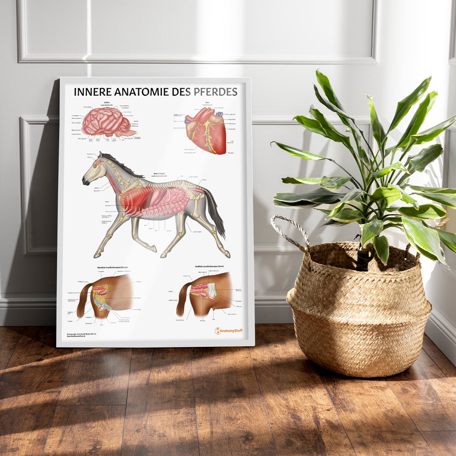 Innere Anatomie des Pferdes Chart / Poster - German
