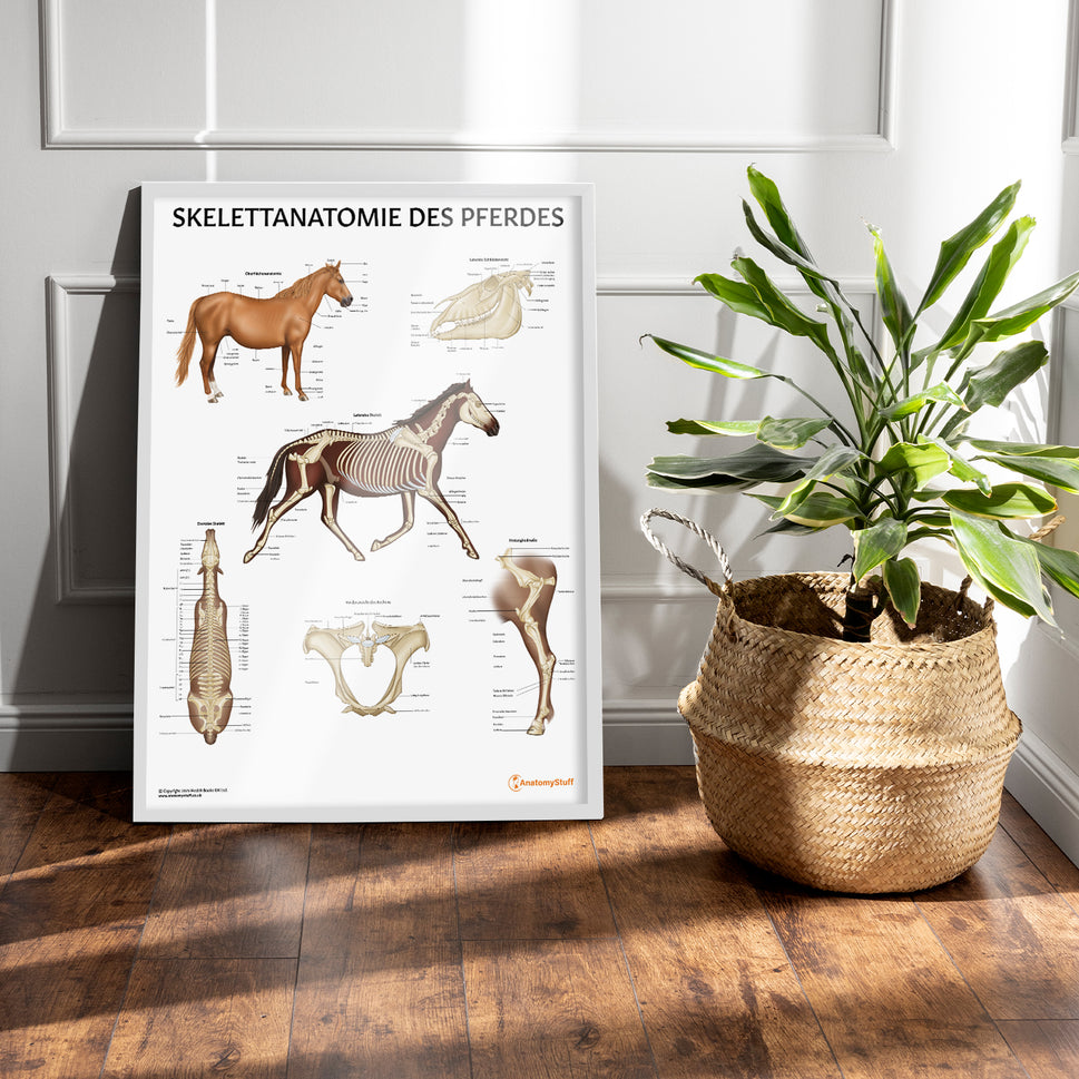 Skelettanatomie des Pferdes Chart / Poster - German